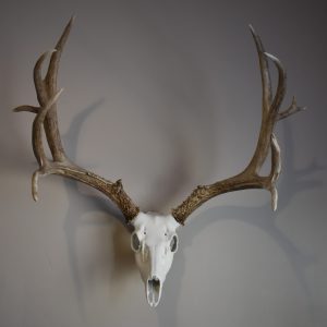 horn hook deer