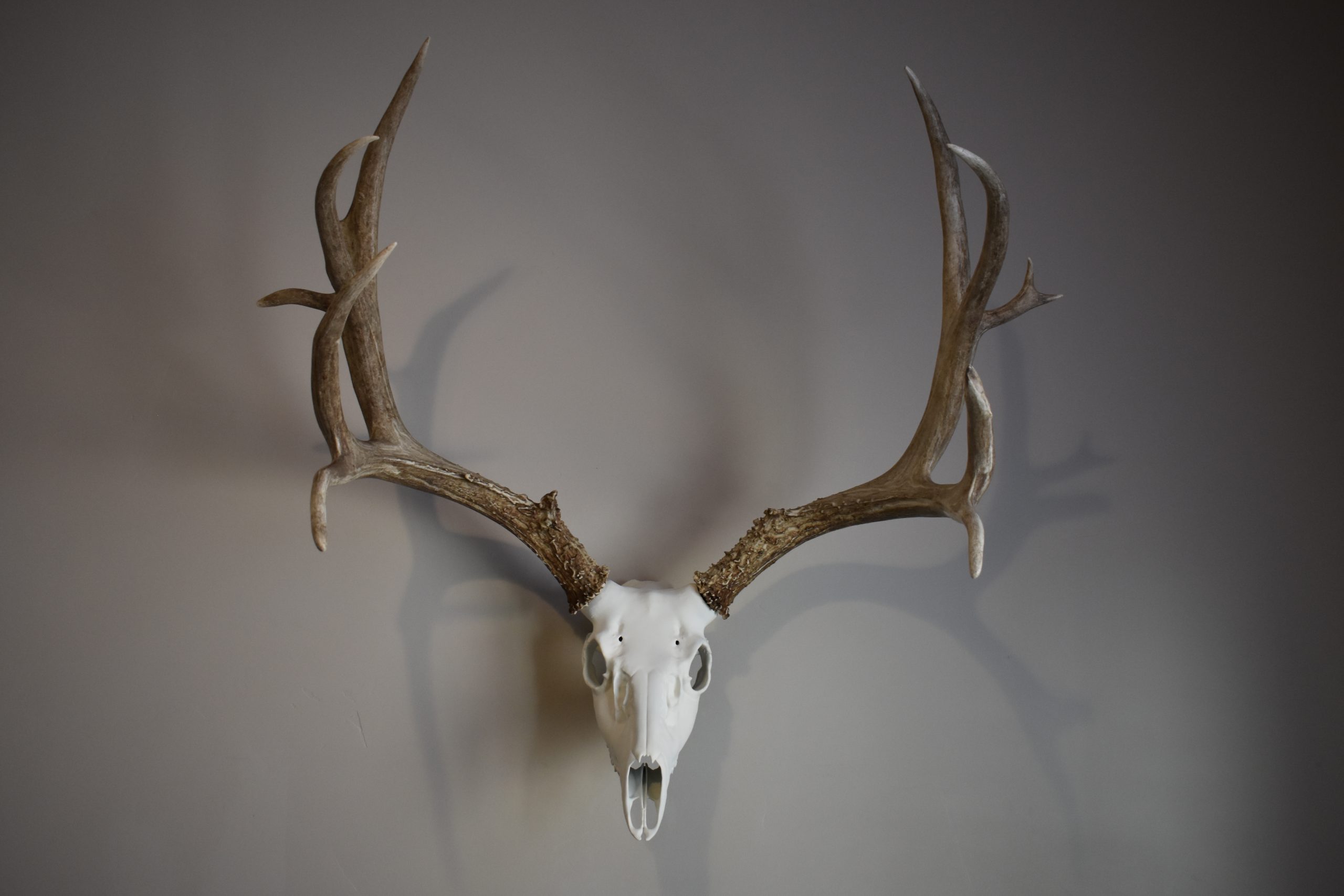 horn hook deer