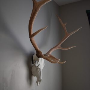 horn hook elk