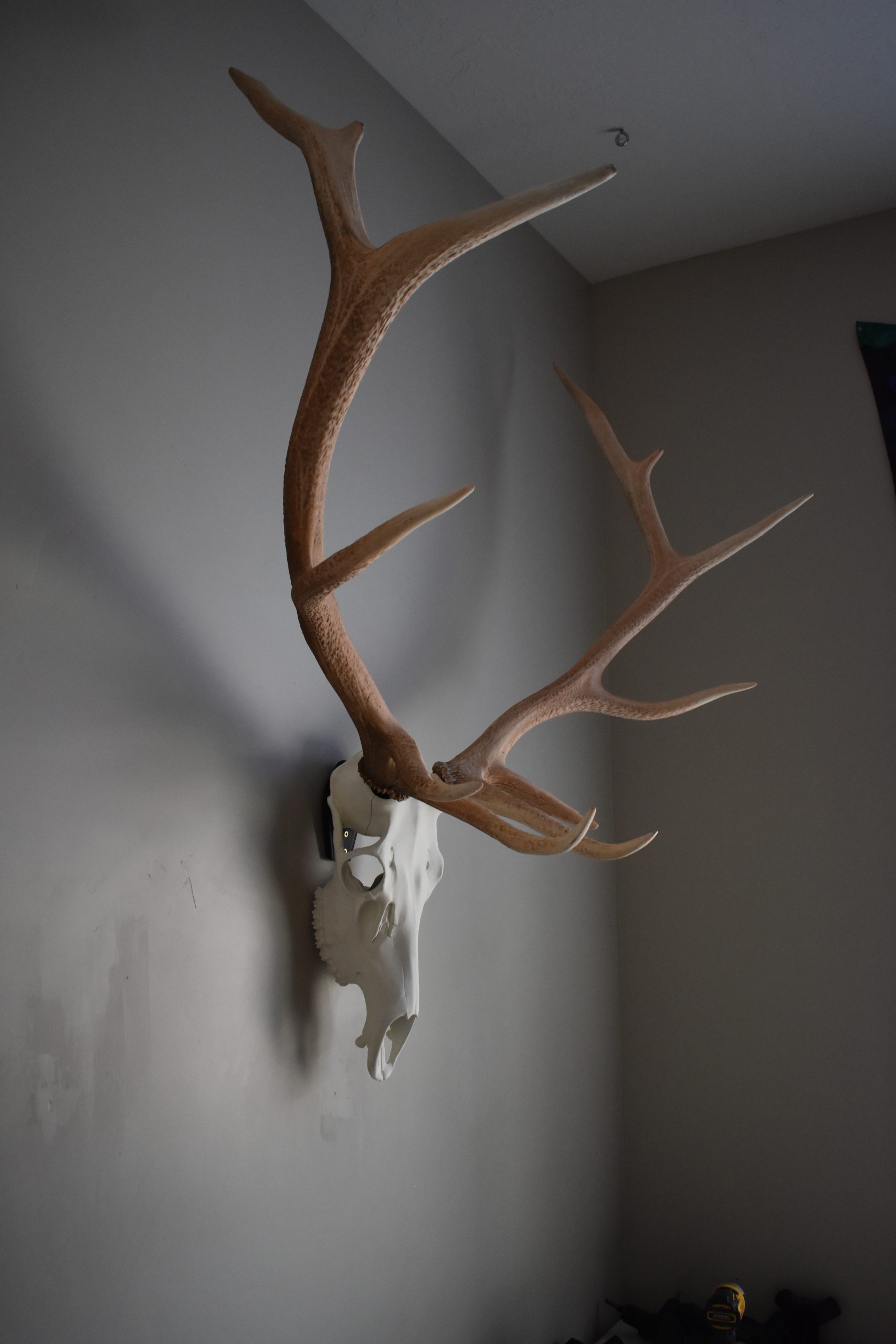 horn hook elk