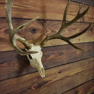 Horn Hook - DEER
