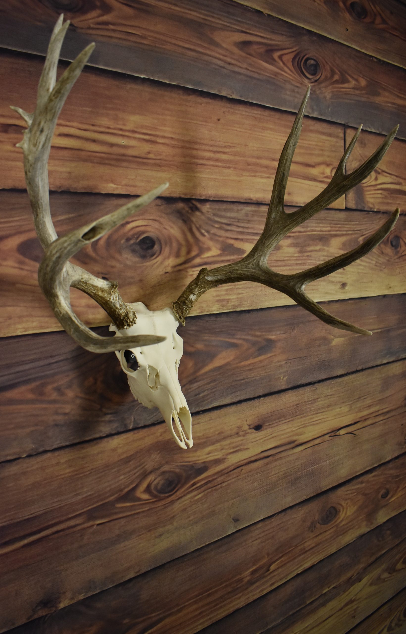 Horn Hook - DEER