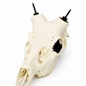 Axis Deer