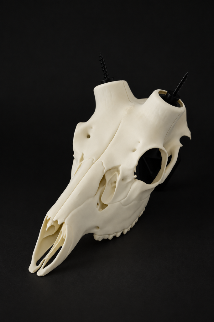 Horn Hook Fallow Deer Antler Mount with black Fallow Deer skull