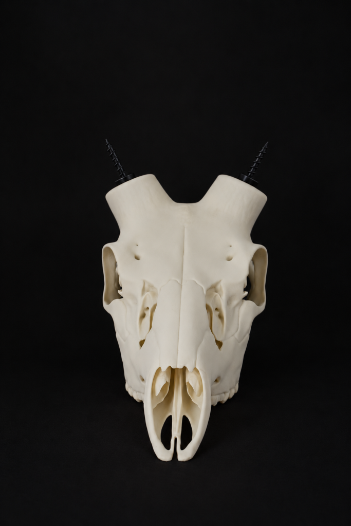 Fallow Deer skull mount and adjustable antler display by Horn Hook