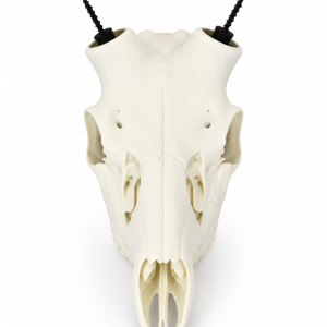 Fallow Deer