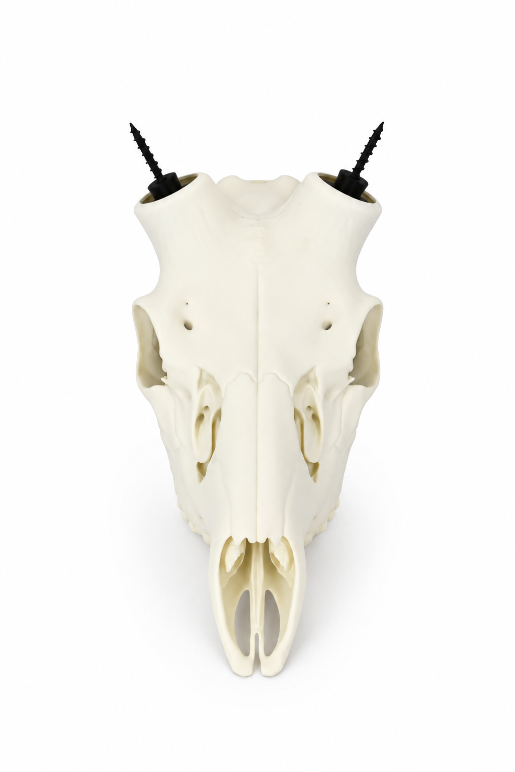 Fallow Deer